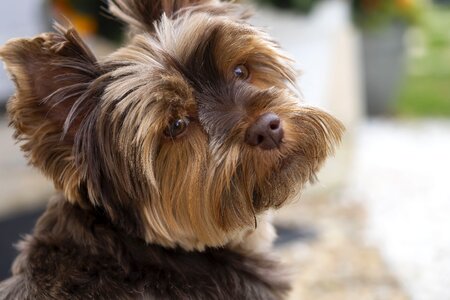 Animals snout fur