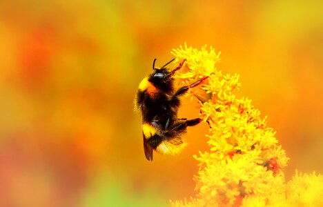 Apiformes animals nature