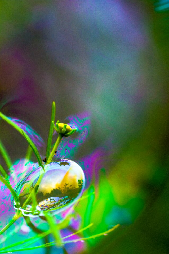 Plant garden reflection