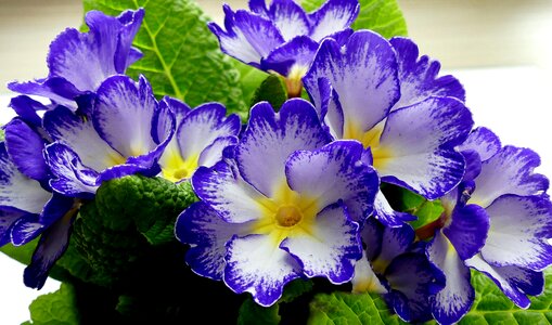 Primrose greenhouse balcony plant colorful