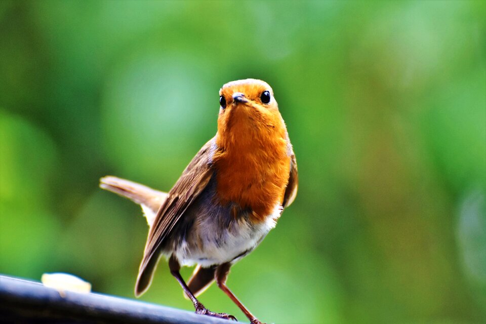 Animal small bird nature