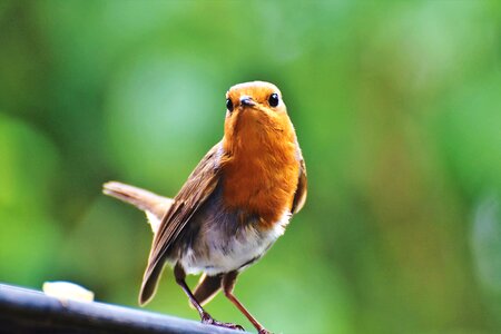 Animal small bird nature