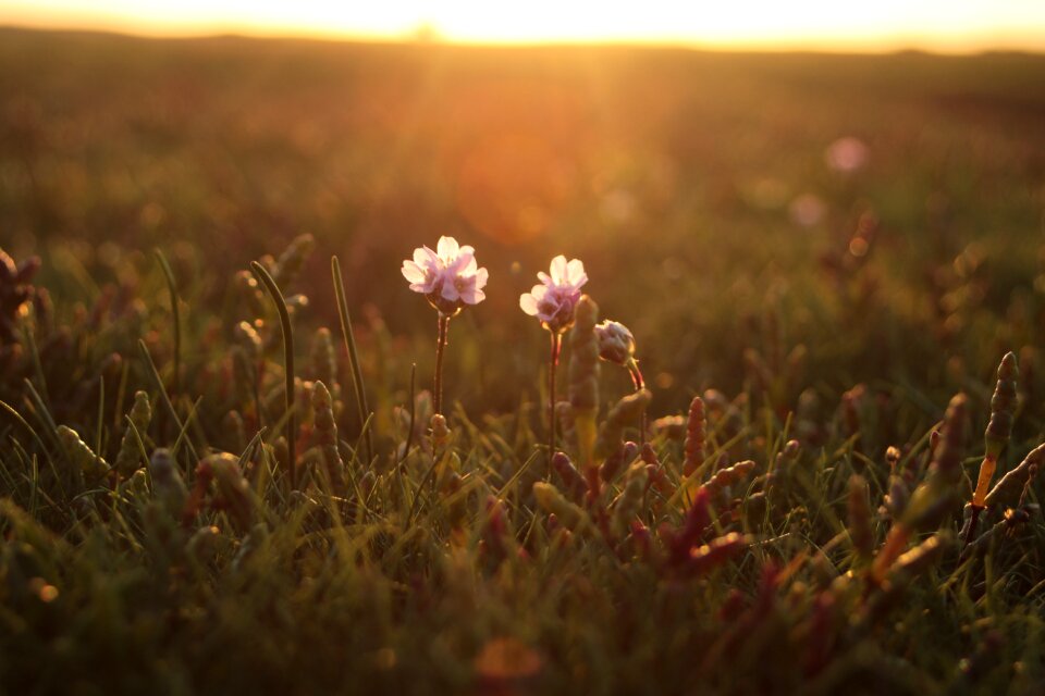 Summer meadow flora
