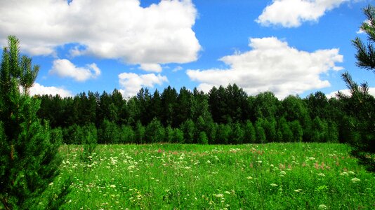 Russia ural trees photo
