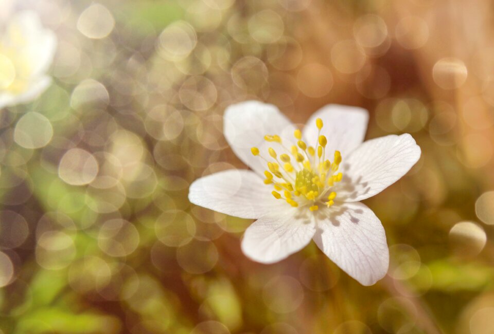 Plant spring summer