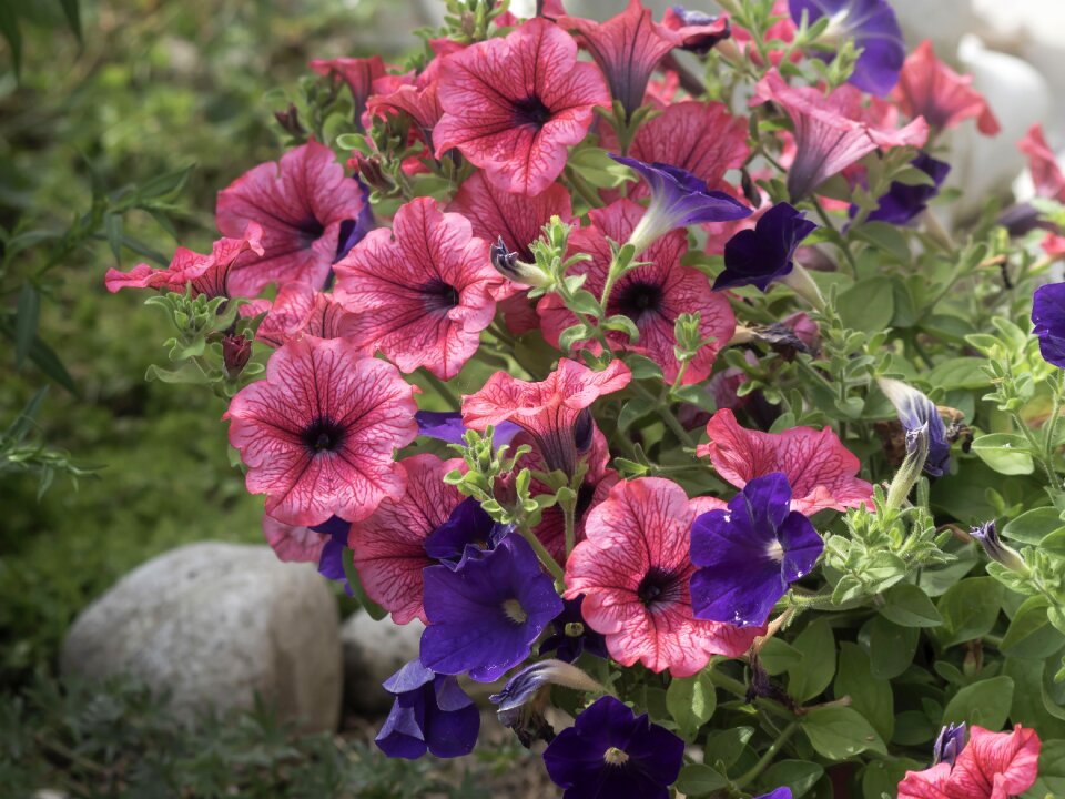 Garden plants nature