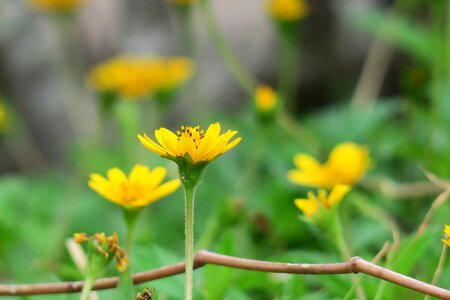 Plant petal summer
