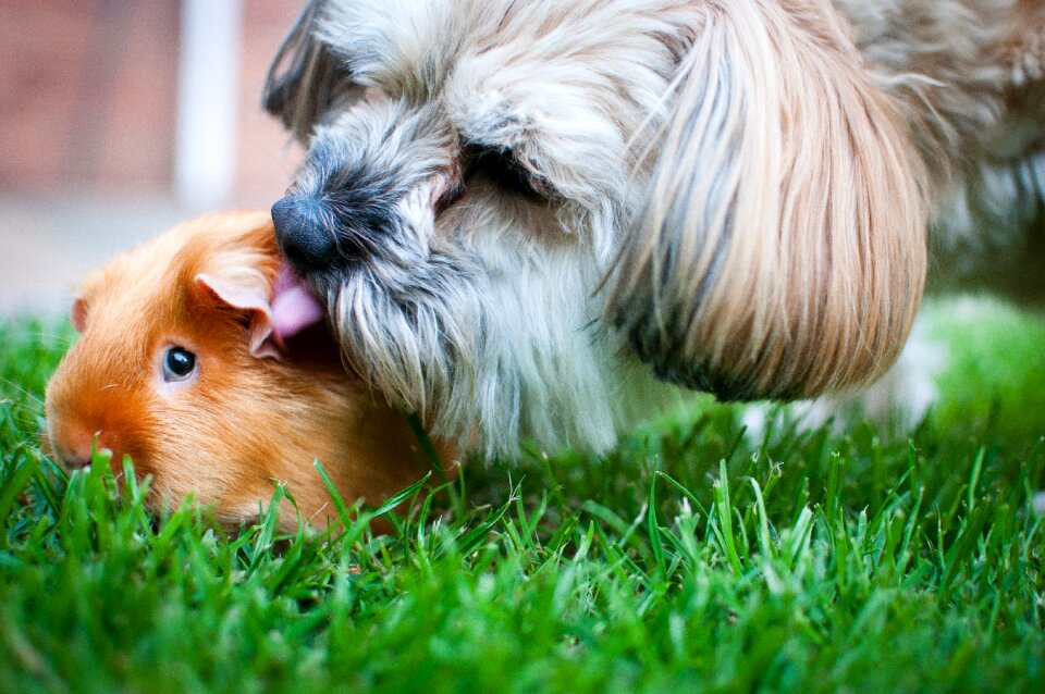 Cute funny adorable