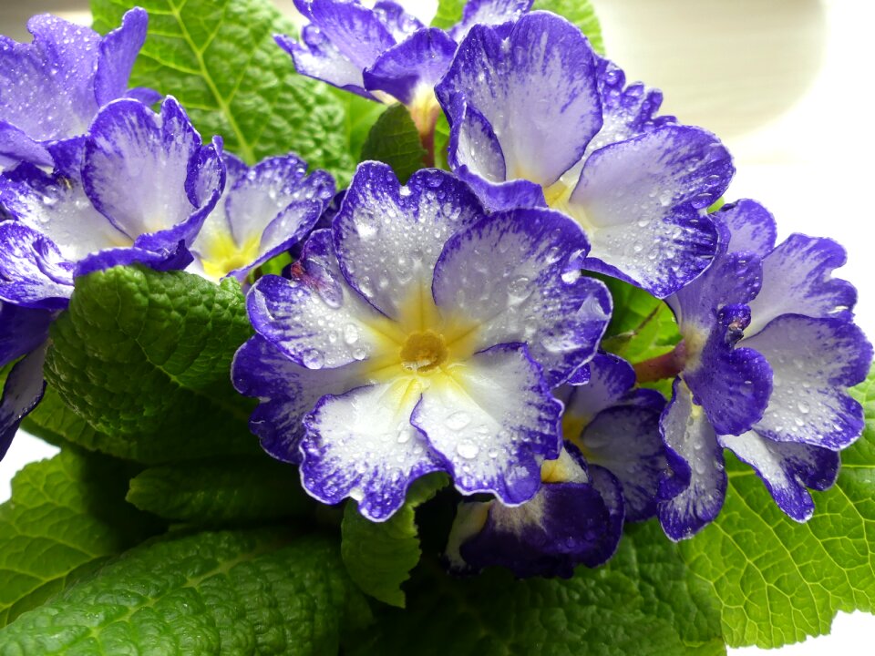 Primrose greenhouse balcony plant colorful