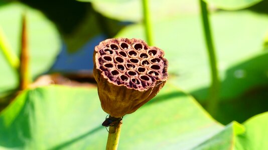 Aquatic plant stamp water flower