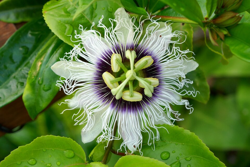Lilikoi plant flower