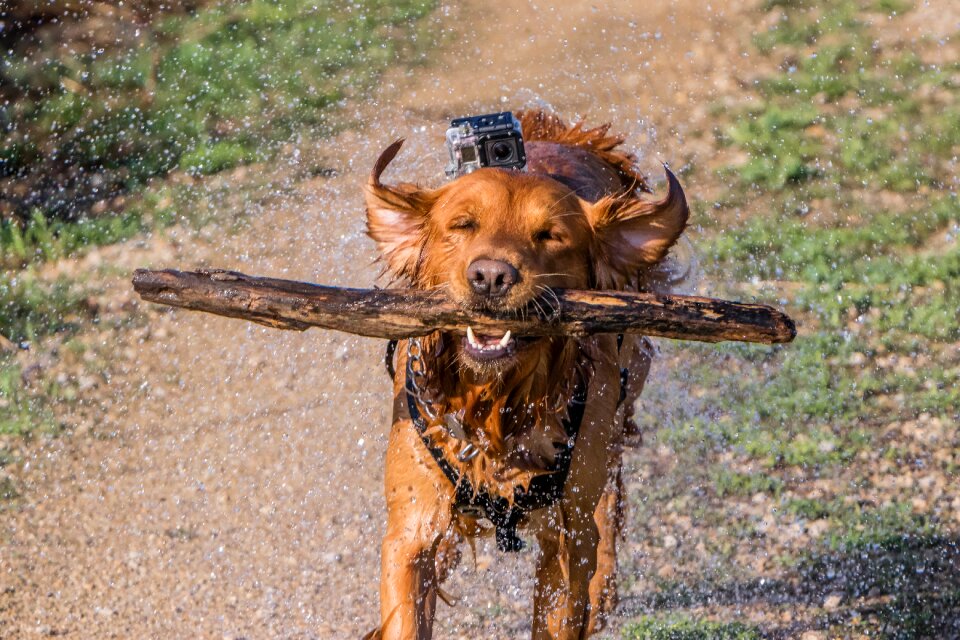 Dog golden retriever gopro