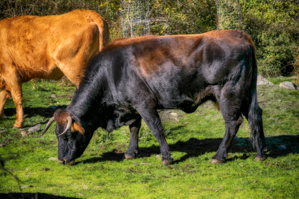 Prado animal husbandry rural