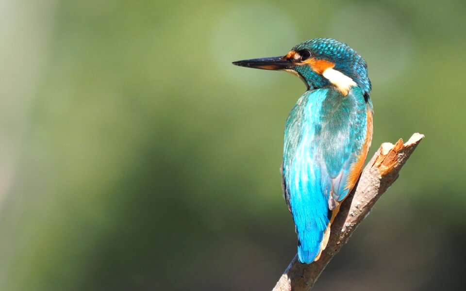 Martin fisherman portrait