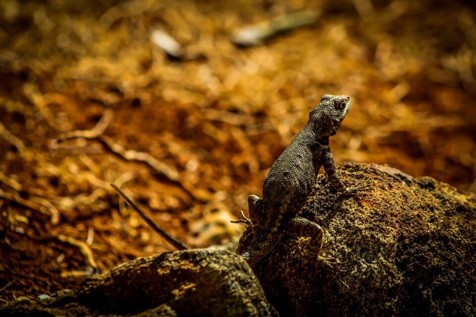 Reptile chameleon animals