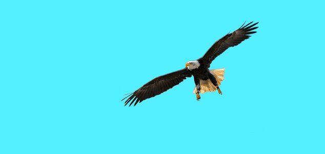 Bald eagles bird of prey wing photo