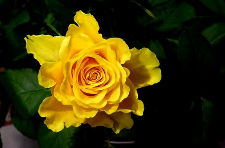 Close up garden rose rose blooms photo