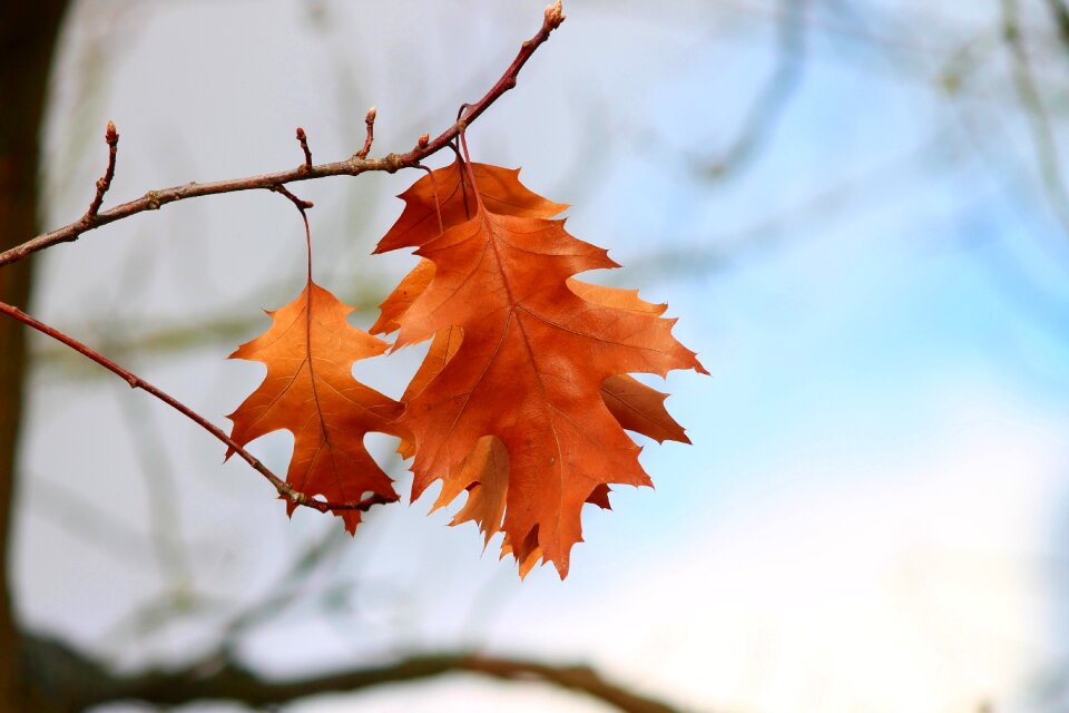 Leaves three orange