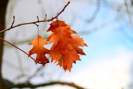 Leaves three orange photo