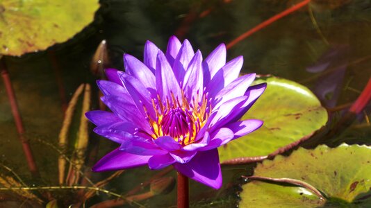 Bloom purple petals