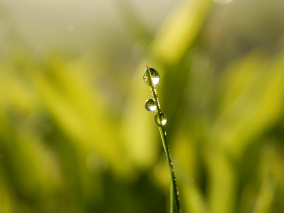 Spring plants the environment