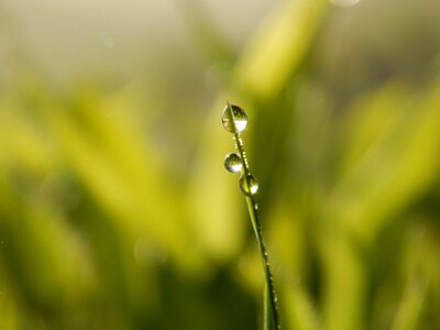 Spring plants the environment