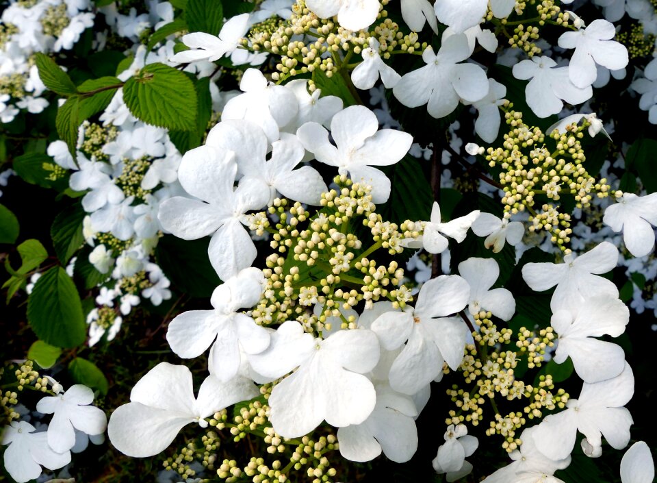 Hydrangea flower ornamental shrub bloom