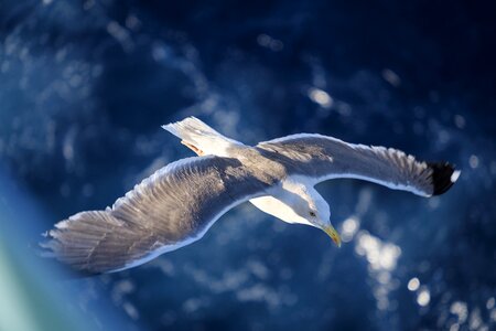Seevogel flying flight