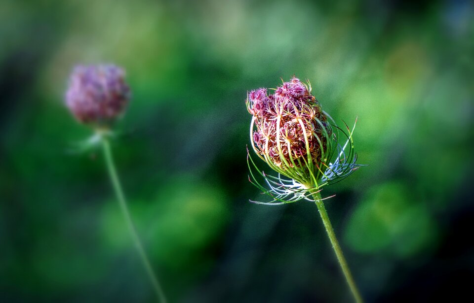 Flora flower beautiful