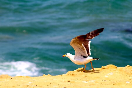 Fly ocean beach