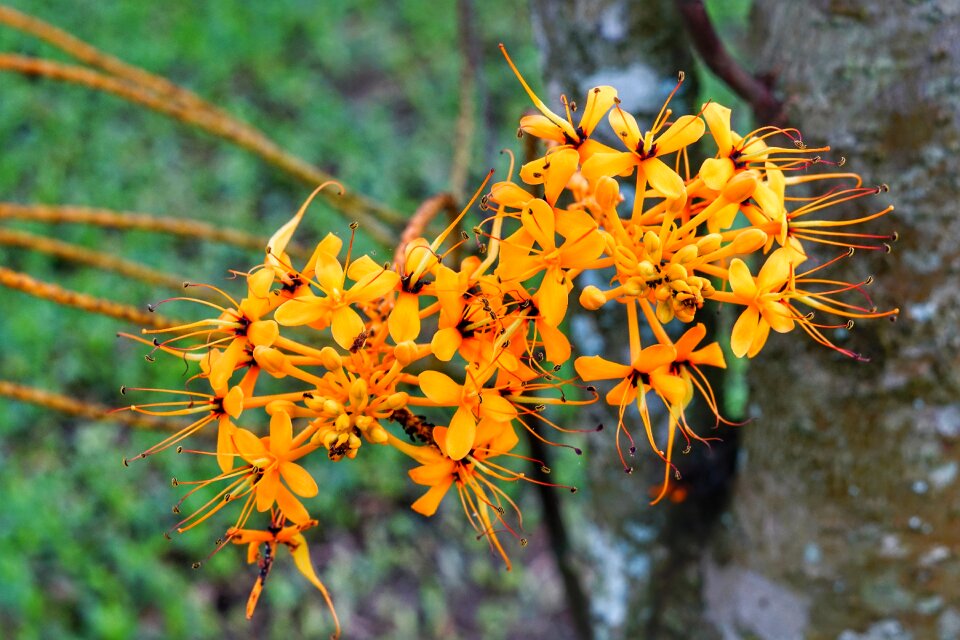 Flower cluster nature