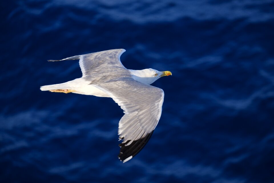Seevogel flying flight
