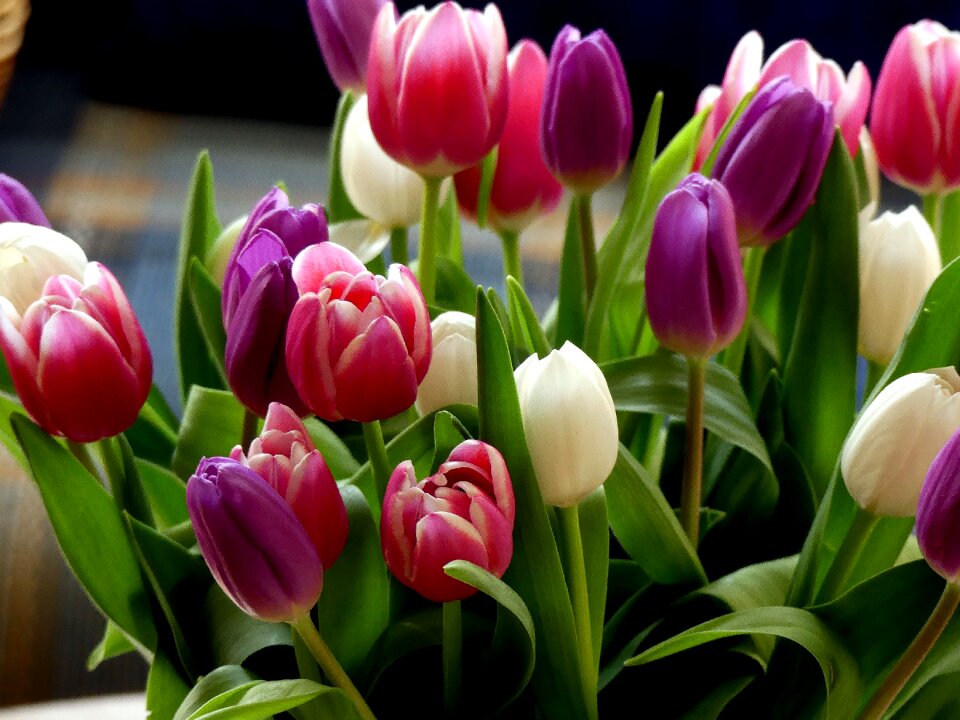 Colorful bouquet cut flowers