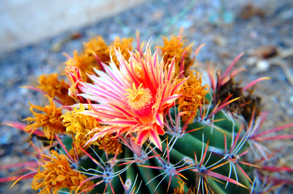 Desert gardening bloom