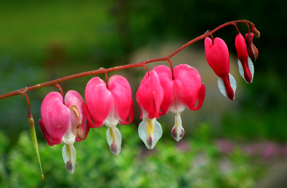 Hearts pink garden