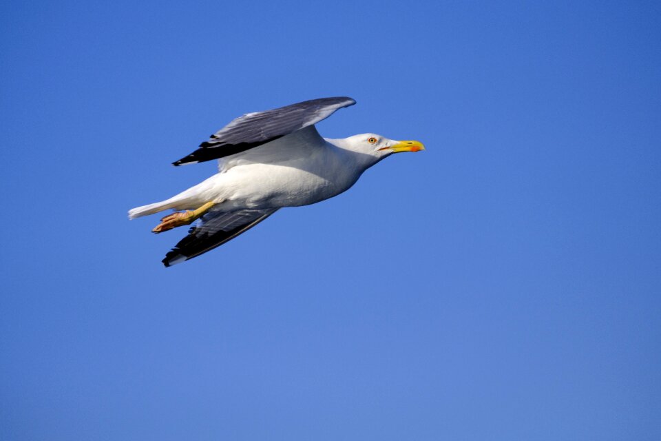 Seevogel flying flight