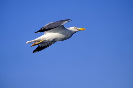 Seevogel flying flight photo