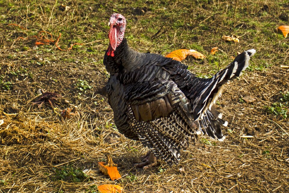 Portrait profile gobbler