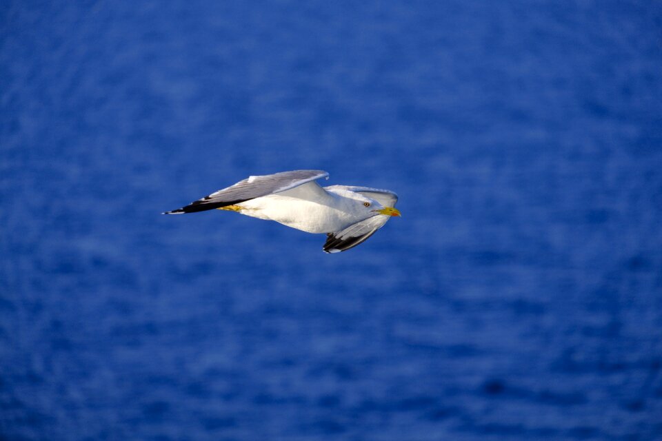 Seevogel flying flight