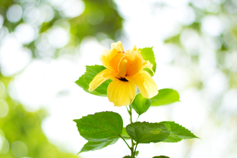 Tropical blossom bloom
