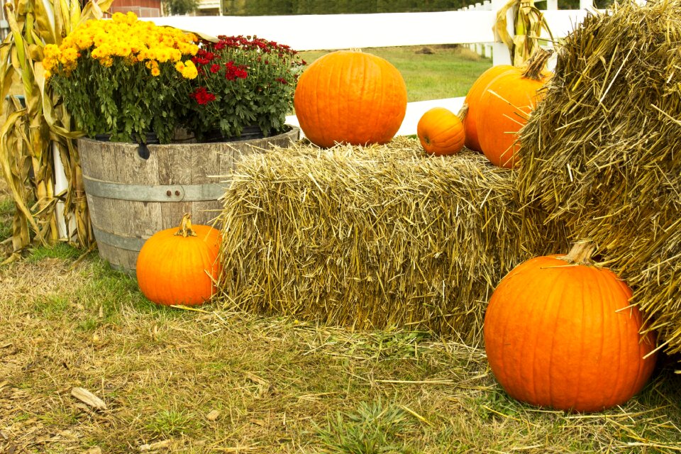 Harvest fall autumn
