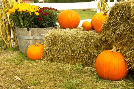 Harvest fall autumn