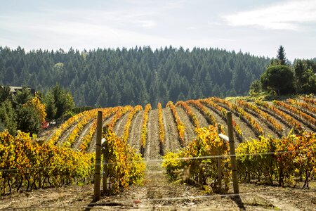 California agriculture winery photo