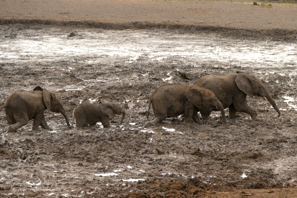 Animal travel endangered