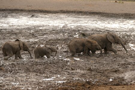 Animal travel endangered