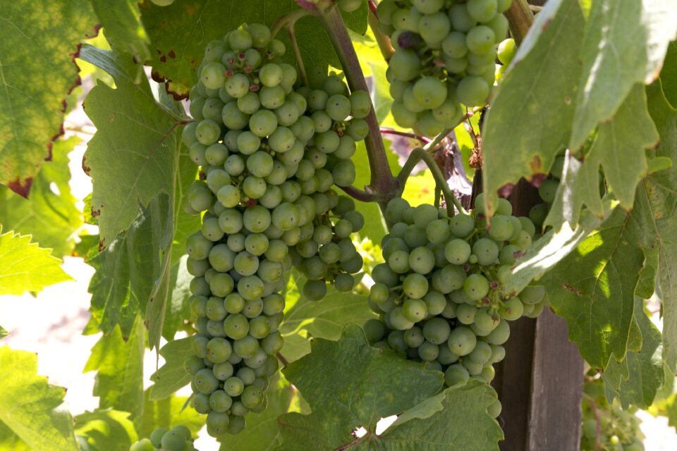 Winery fruit harvest