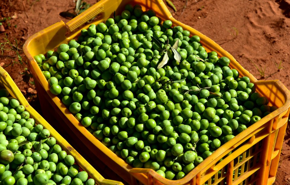 Nocellara harvest olive harvest
