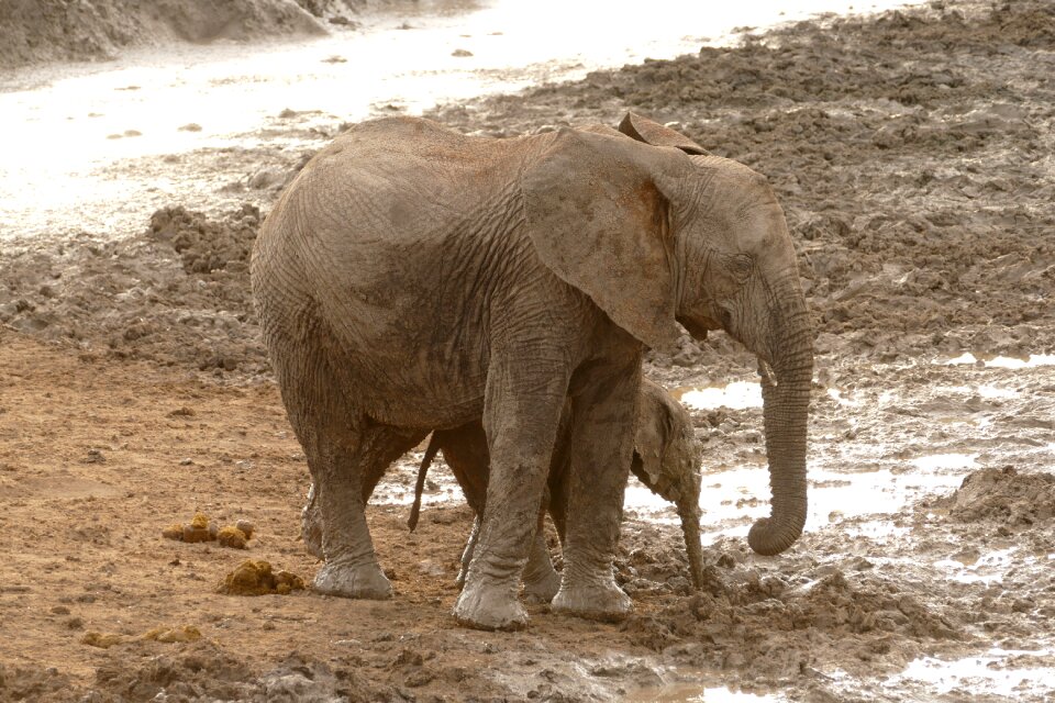Animal travel endangered