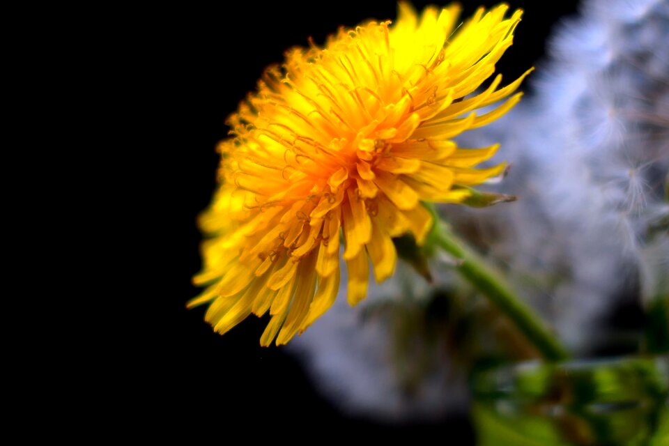 Summer petal dandelion