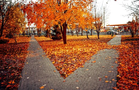 Foliage colored color